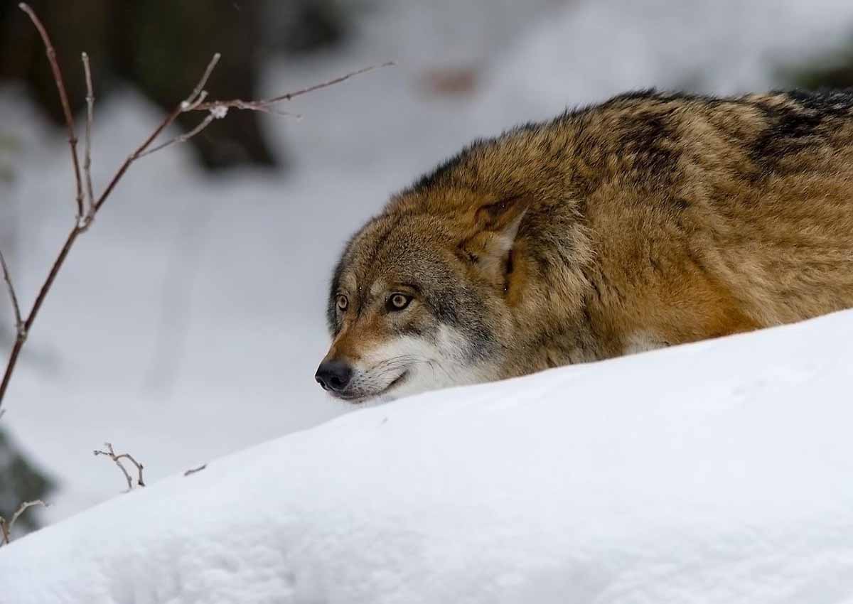 Cantabria autoriza la caza de 10 lobos / Foto: Pixabay