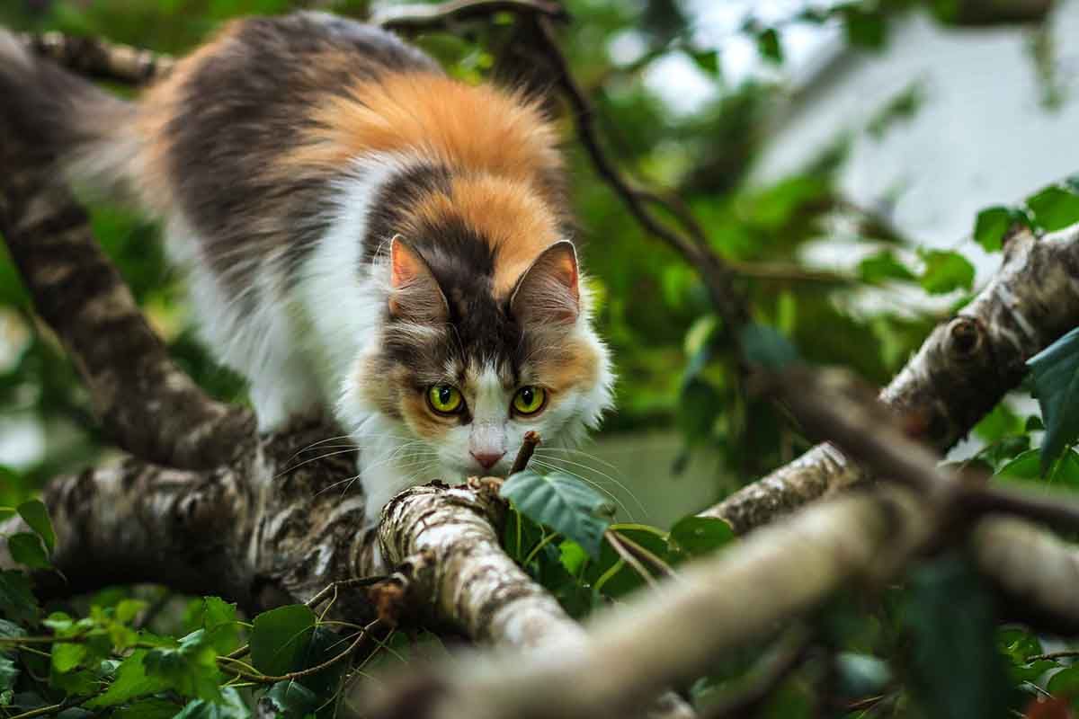 Los gatos salvajes están llevando al borde de la extinción al dunnart / Foto: Pixabay