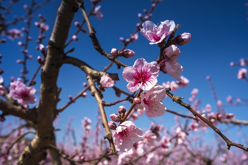 Cada una de las pequeñas flores rosadas, polinizada por el viento o las abejas, da lugar a un fruto / Foto: Josep Cano