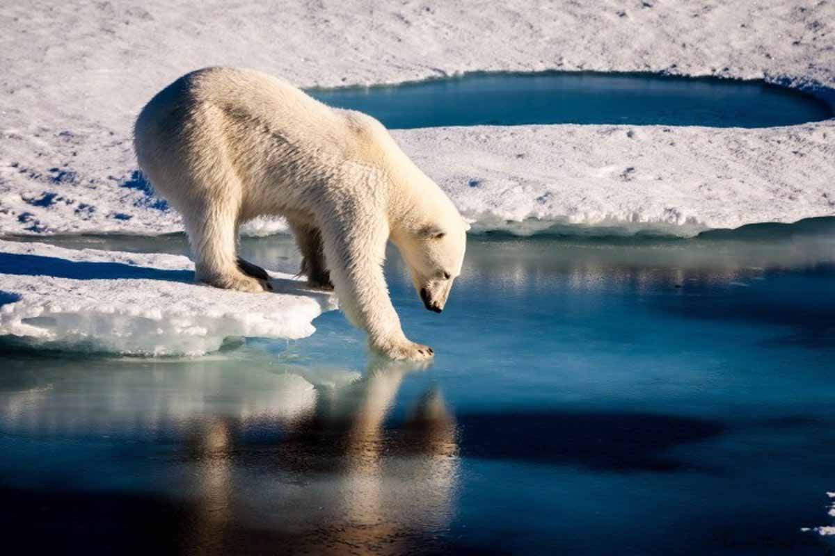 Descubren en Groenlandia una población de osos polares genéticamente distinta / Foto: EP