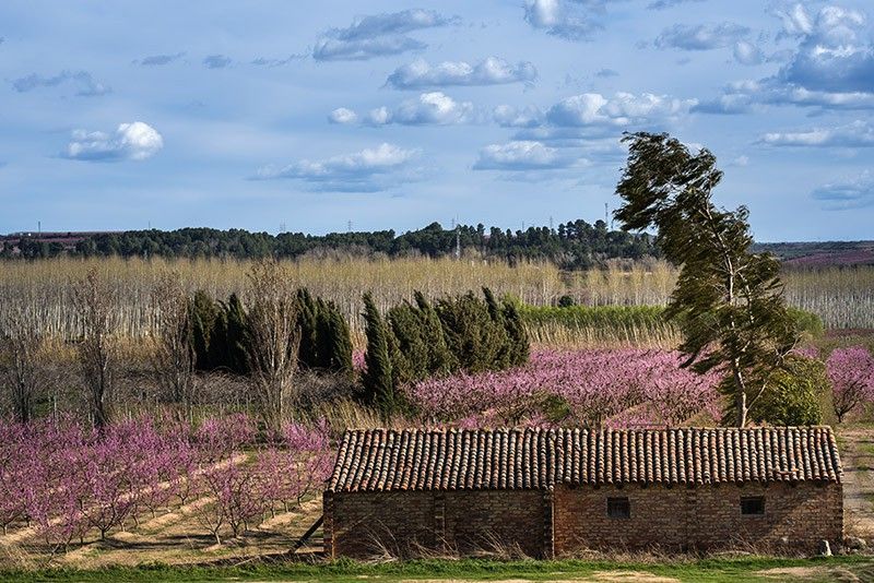 El viento azota un campo de frutales a orillas del río Segre en Aitona (Lleida) / Foto: Josep Cano