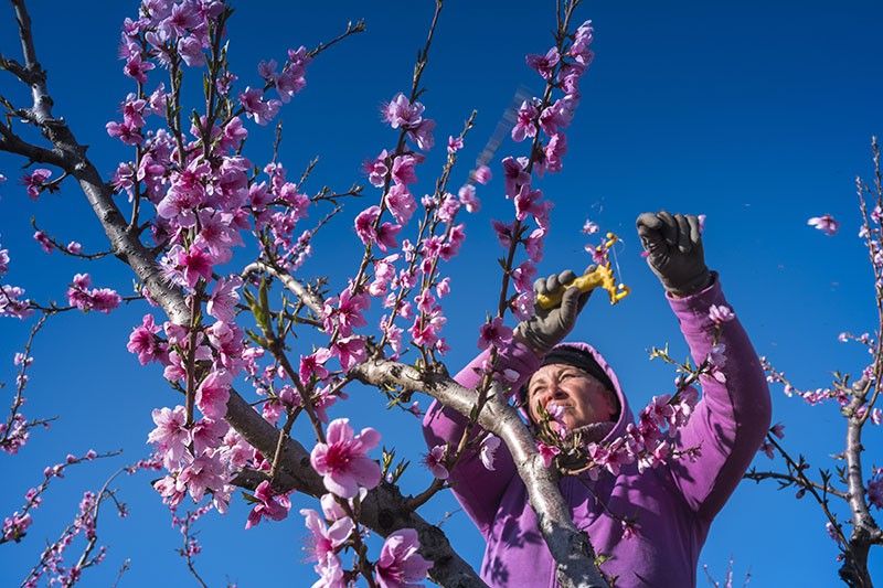 Una trabajadora elimina flores de las ramas para obtener frutos de mayor calidad / Foto: Josep Cano