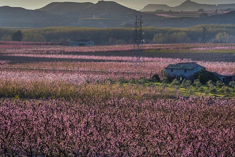 La zona del curso bajo del Segre concentra un tercio de la producción española de fruta de hueso / Foto: Josep Cano