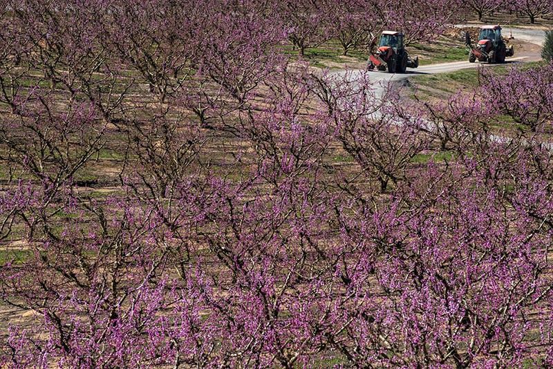 Dos tractores dirigéndose a sulfatar uno de los campos de frutales / Foto: Josep Cano