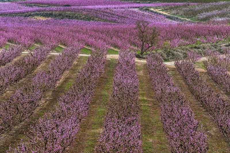 La belleza de la floración de los frutales atrae cada año a más visitantes a la comarca del Segrià / Foto: Josep Cano