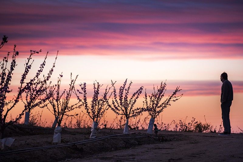 La puesta de sol tiñe el cielo de un color similar al de las flores de los melocotoneros / Foto: Josep Cano