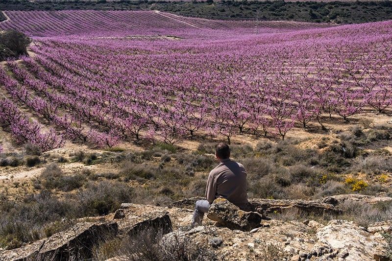 El regadío permitió sembrar de frutales unas tierras tradicionalmente dedicadas al cereal / Foto: Josep Cano