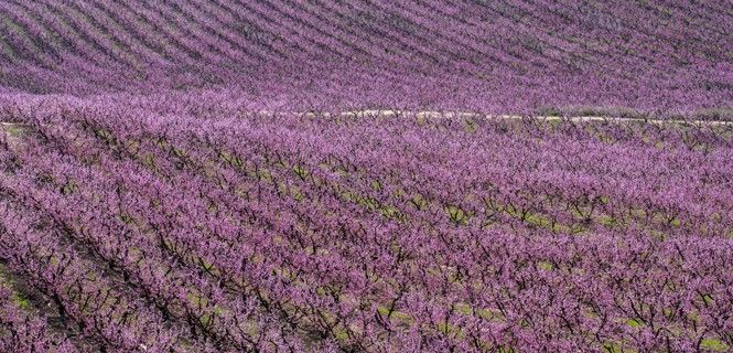 Los árboles floridos regados por goteo ofrecen cientos de variedades de frutas de hueso / Foto: Josep Cano