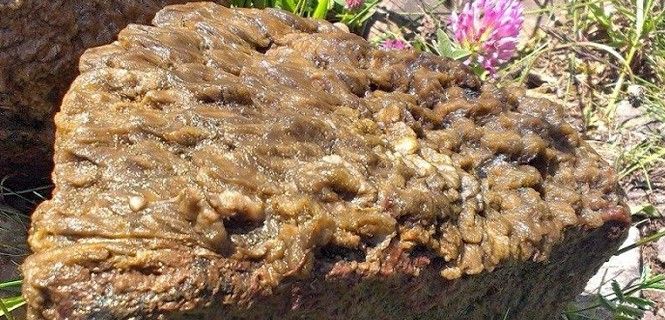 Alga invasora 'Didymosphenia geminata' / Foto: Rubén Ladrera - UB