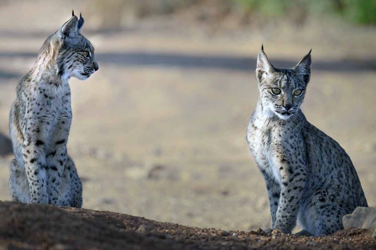 La población ibérica del lince ibérico ('Lynx pardinus') ha batido un nuevo récord / Foto: EP