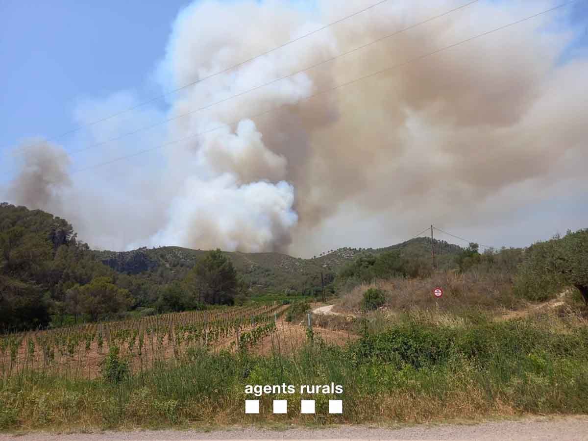 Medidas para evitar más incendios de cara a la verbena de Sant Joan / Foto: Agents rurals – EP