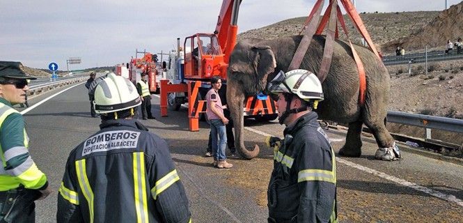 Un elefante es atendido tras el accidente en la A-30, Albacete. Piden "el fin de los circos con animales" / Foto: SEPEI - EP