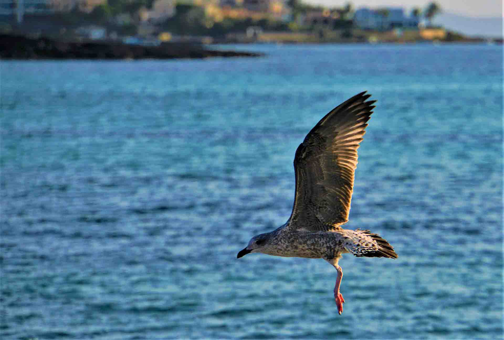 Una gaviota vuela en el litoral de Mallorca. Biodiversidad / Foto: Pixabay