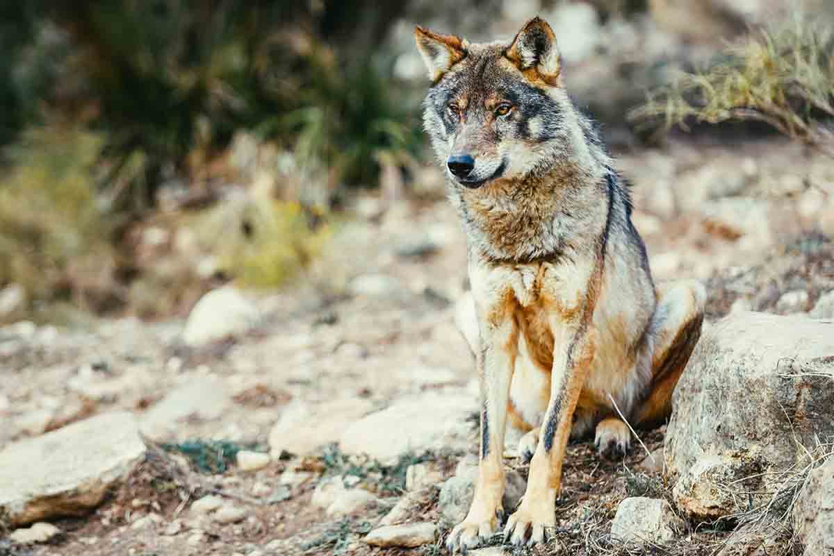 WWF denuncia a la Fiscalía la decisión de Cantabria de cazar 10 lobos / Foto: EP