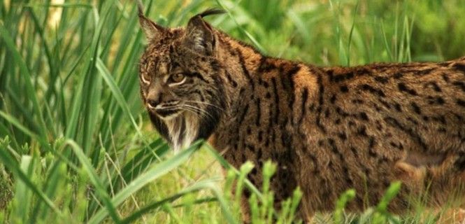 Ejemplar de lince ibérico, una de las especies de mamíferos en peligro de extinción / Foto: UCM - EP