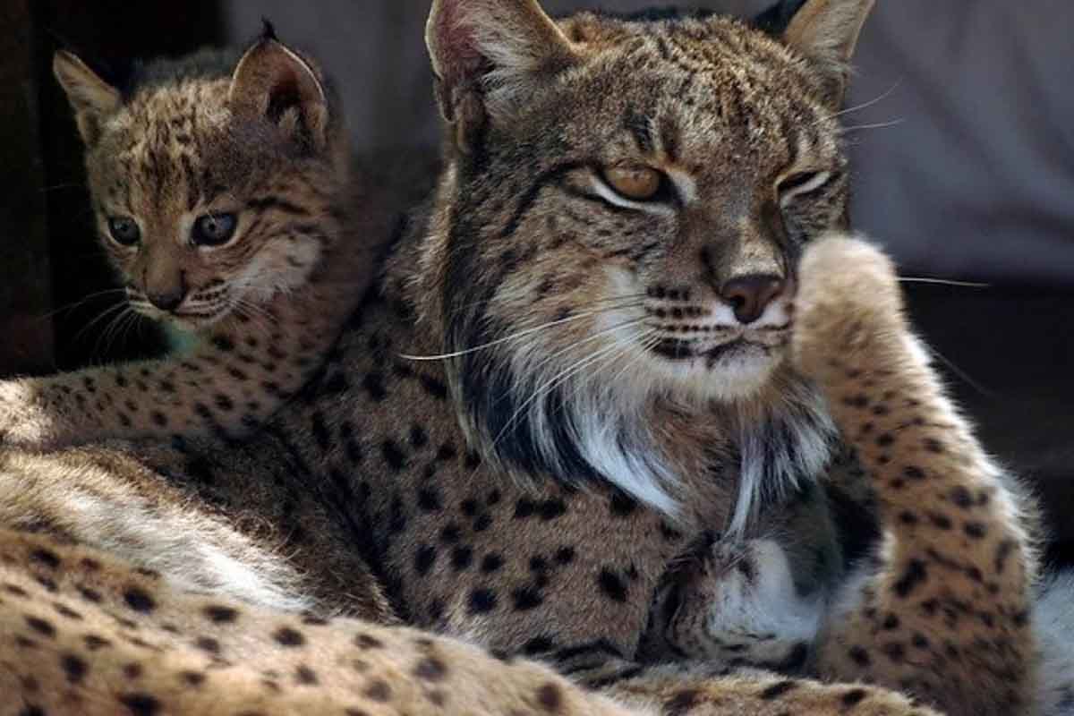 Hace 450 años la fauna, la flora, los paisajes eran muy diferentes de los actuales / Foto: EP