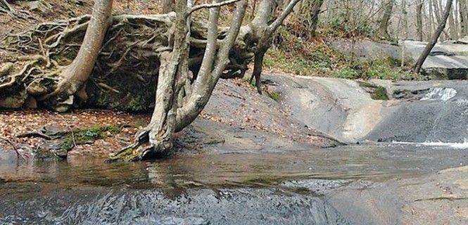 Arroyo cercano al Pantà de Santa Fe de Montseny / Foto: Jordi Martos 