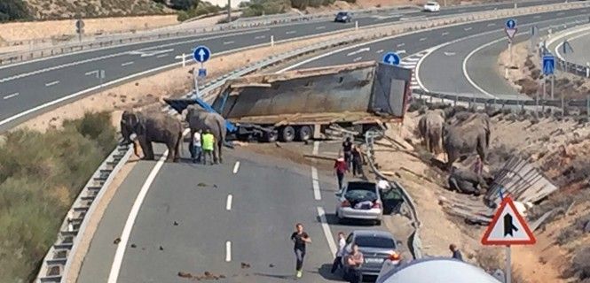 Accidente de un camión que transportaba elefantes en la A-30 / Foto: SEPEI - EP