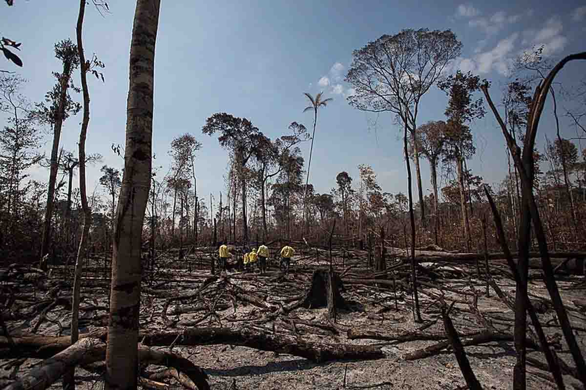 Un bosque destruido por las llamas de un incendio forestal