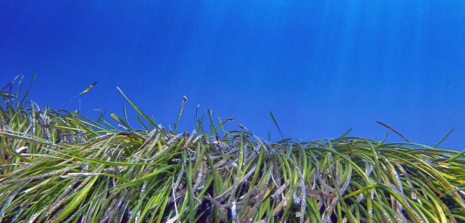 Pradera de pastos marinos de posidonia / Foto: Terraferida - EP