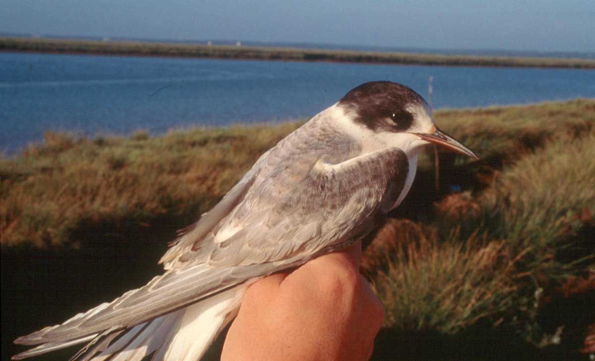 Las aves migratorias están en enorme declive / Foto: EP