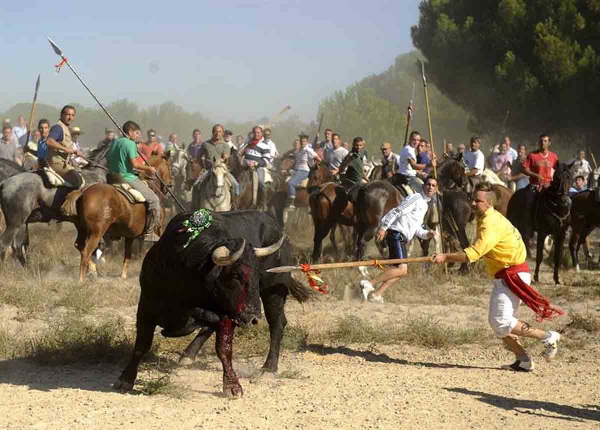 El Torneo del Toro de la Vega, es un enfrentamiento desleal entre el hombre y el toro / Foto: EP