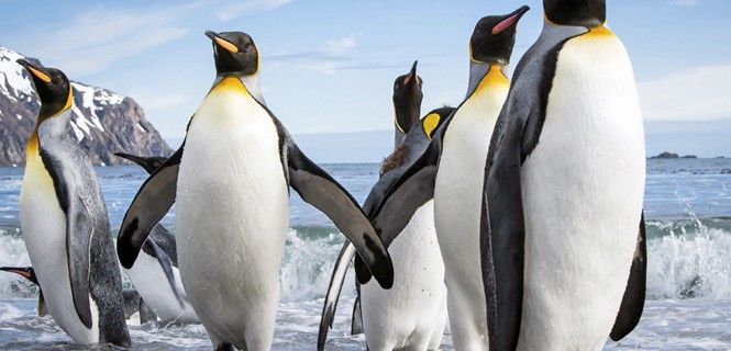 Ejemplares de pingüino emperador en la Antártida : Foto: Cedric Favero - Lonely Planet