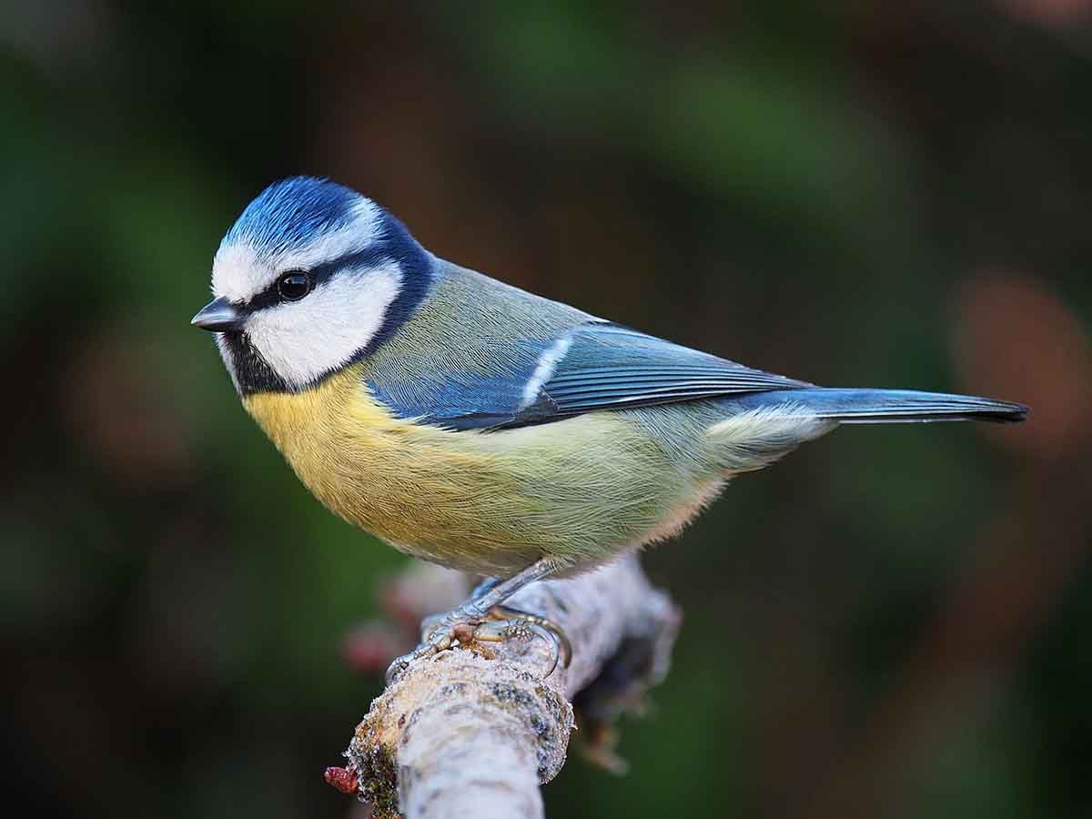 El cambio climático está robando el color a las aves / Foto: Wikipedia