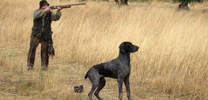 Un cazador apunta una presa junto a su perro. La actividad cinegética parece haber entrado en franco declive / Foto: EP 