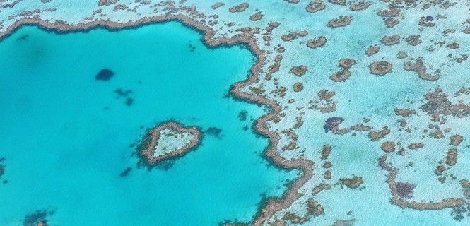 Arrecife de la Gran Barrera de Coral, Australia / Foto: Coffe&Milk