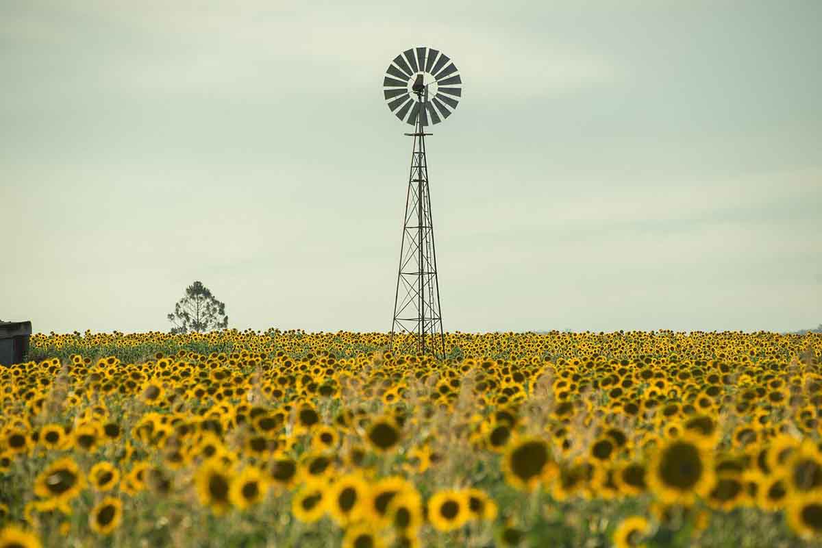 Europa quema al día 19 Mll de botellas de aceite de girasol / Foto: Pixabay