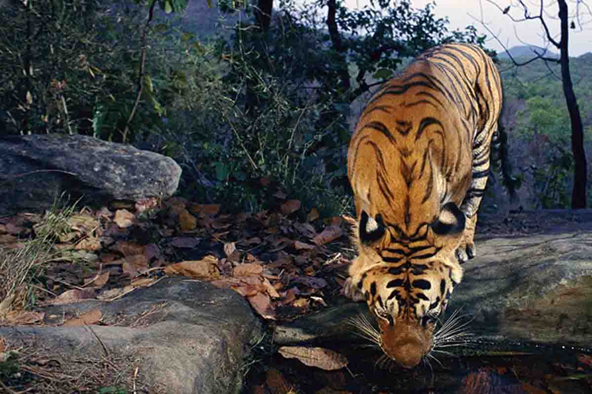 Ejemplar de tigre salvaje. Persecución de delitos contra la fauna / Foto: EP
