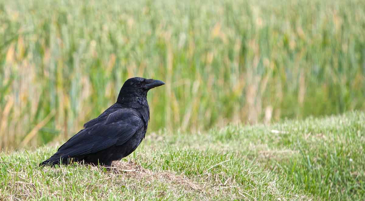 La inteligencia ha permitido a los cuervos colonizar el mundo / Foto: Pixabay