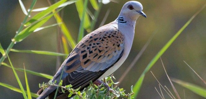 Ejemplar de tórtola europea / Foto: Revital Salomon - Birdlife International