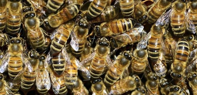 Abejas melíferas unas sobre otras / Foto: Fundación Descubre - EP