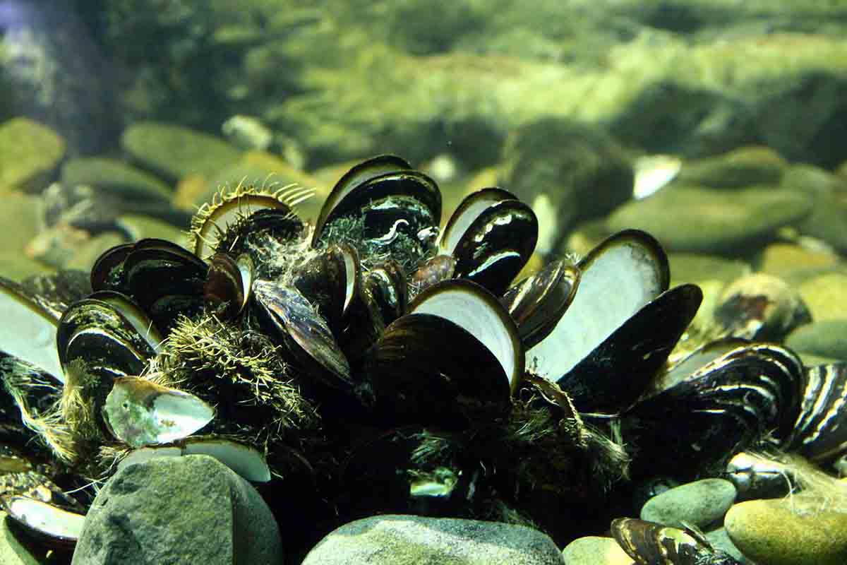 Un adulto consume unos 8.100 microplásticos al año a través de moluscos / Foto: Pixabay