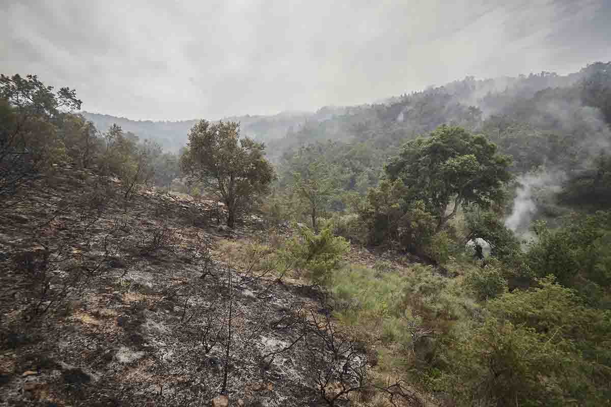 El aumento mundial de incendios forestales se puede reducir / Foto: EP