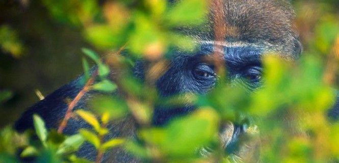 Los gorilas viven en bosques densos en el África ecuatorial / Foto: Ger Mai
