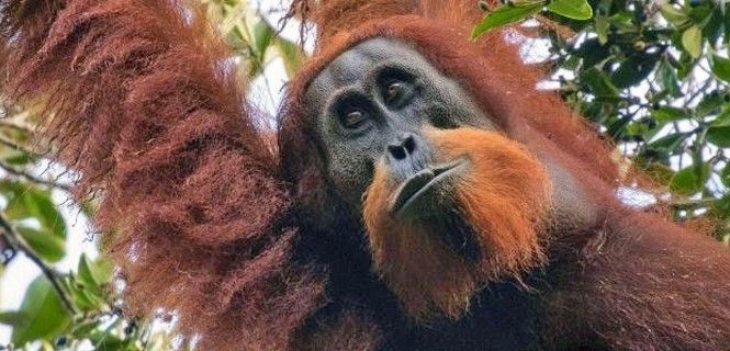 Ejemplar de orangután de Tapanuli  / Foto: Maxime Aliaga - James Cook University
