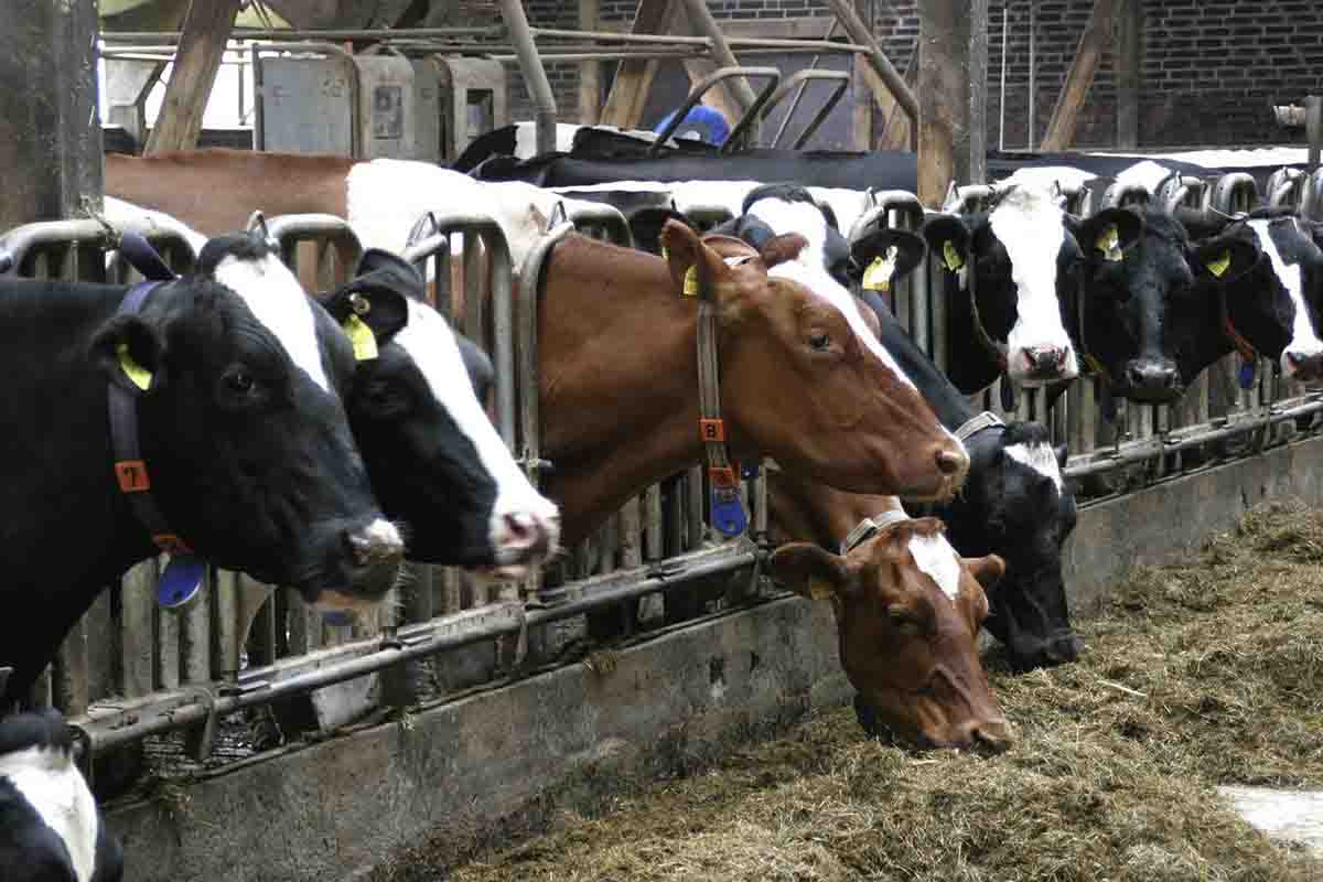 CSIC lidera un proyecto para reducir las emisiones de GEI en la ganadería / Foto: Pixabay