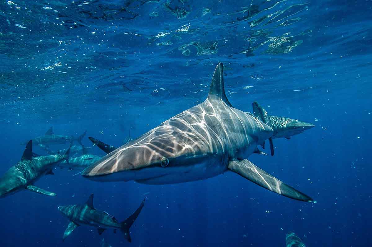 ¿Son los tiburones los mejores amantes? / Foto: Pixabay