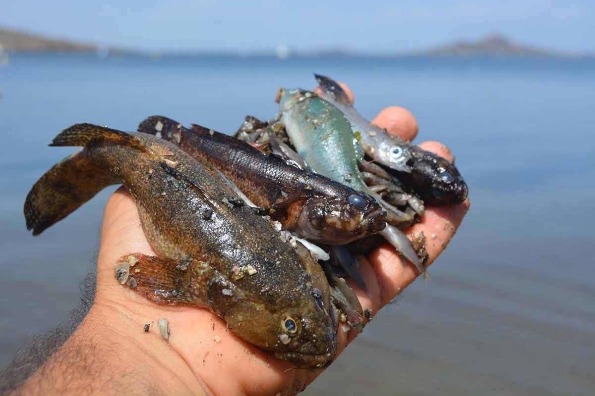 Mortalidad de peces en el Mar Menor a causa de el exceso de nutrientes agrícolas  / Foto:  Pedro García - ANSE