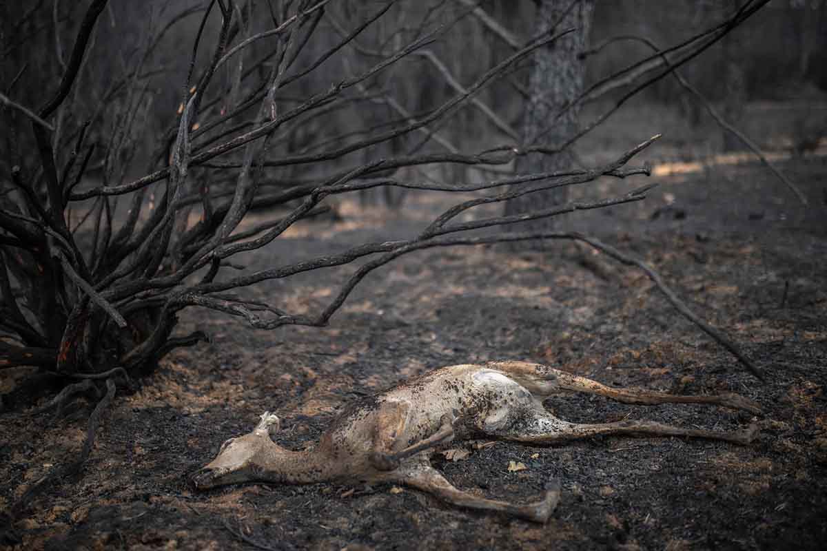 Estrategia con rebaños extensivos para prevenir el fuego / Foto: EP