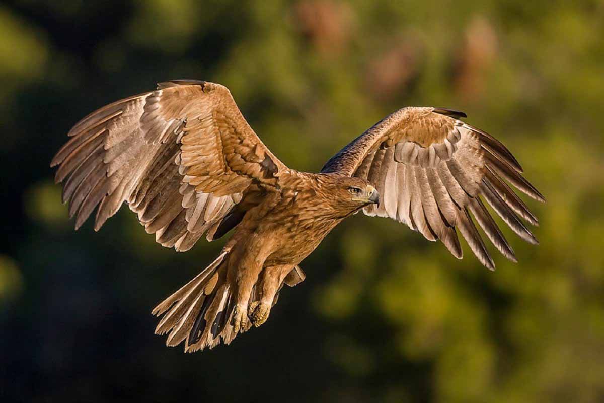 El colapso ecológico de Doñana arrastra al águila imperial / Foto: EP