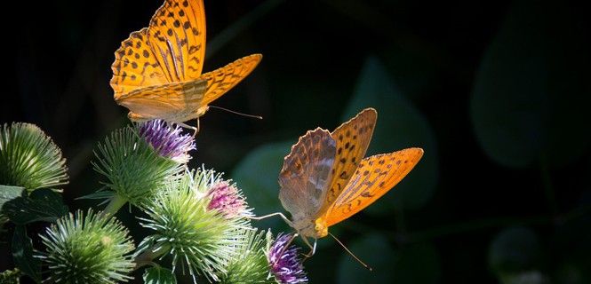 El cambio de los hábitats es más rápido que la evolución de especies / Foto: Gerhard Bögner 