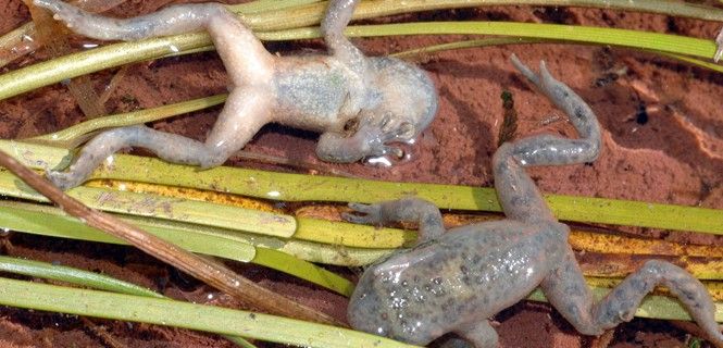 Anfibios afectados por el Batrachochytrium dendobatidis / Foto: MNCN