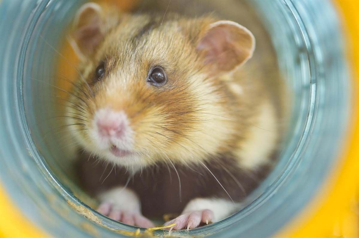 Alerta por el aumento de zoonosis que causa 19 millones de muertes al año / Foto: EP