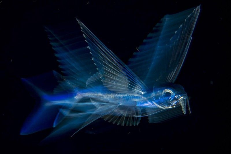 Pez volador en movimiento. Tercer premio individual de la categoría de Naturaleza. Un pez volador nada bajo la superficie en la corriente del Golfo a altas horas de la noche, en Palm Beach, Florida, EE UU / Foto: Michael Patrick O'Neill (Estados Unidos)