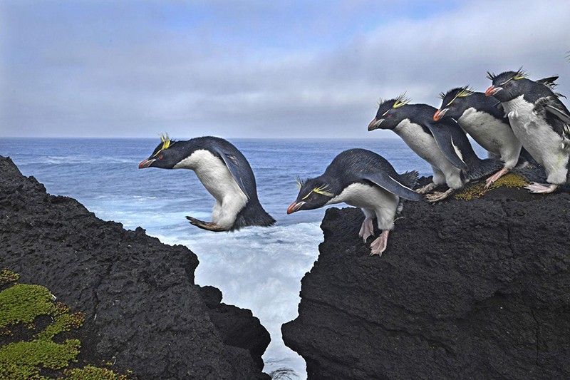 Saltar. Segundo premio individual de la categoría de Naturaleza. Los pingüinos de penacho amarillo hacen honor a su nombre mientras navegan por la costa de la isla Marion, en el Océano Índico / Foto: Thomas P. Peschak (Alemania / Sudáfrica)