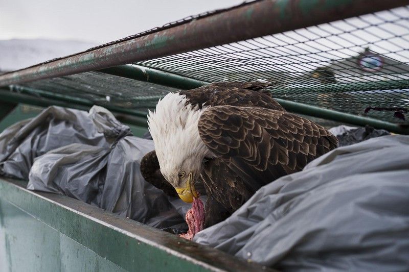Buceador de contenedor. Primer premio individual de la categoría de Naturaleza. Un águila calva se deleita con restos de carne en los contenedores de basura en Dutch Harbor, Alaska, Estados Unidos / Foto: Corey Arnold (Estados Unidos)